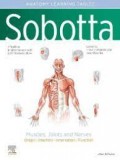 Sobotta atlas of anatomy: Muscles, Joints and Nerves.